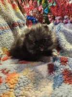 Wolf Sable Male, a male Pomeranian for sale in Spanaway, WA – Photo 2 of 4