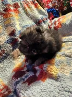 Wolf Sable Male, a male Pomeranian for sale in Spanaway, WA – Photo 4 of 4