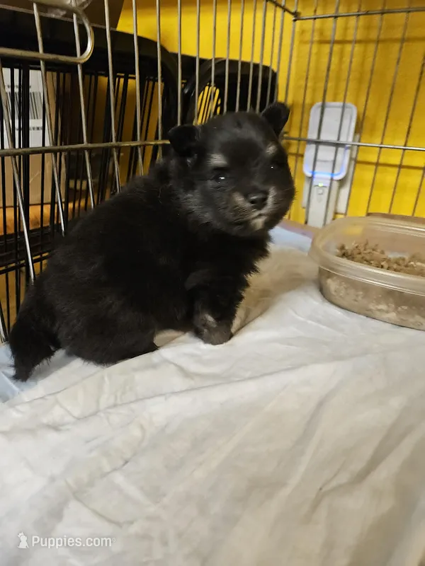 Smokey – Pomeranian puppy for sale in Spanaway, WA