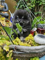 Bear, a male Pomeranian for sale in Spanaway, WA – 3 of 5
