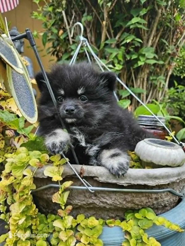 Silver – Pomeranian puppy for sale in Spanaway, WA