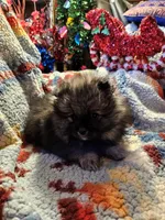Wolf Sable Male (L), a male Pomeranian for sale in Spanaway, WA – Photo 1 of 3