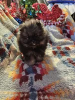 Wolf Sable Male (L), a male Pomeranian for sale in Spanaway, WA – Photo 2 of 3