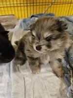 Cutie Pie, a female Pomeranian for sale in Spanaway, WA – 6 of 6