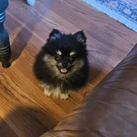 BlackTan Female, a female Pomeranian for sale in Spanaway, WA – Photo 2 of 4