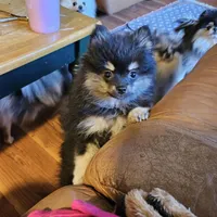 BlackTan Female, a female Pomeranian for sale in Spanaway, WA – Photo 1 of 4