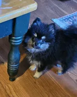 BlackTan Female, a female Pomeranian for sale in Spanaway, WA – Photo 3 of 4