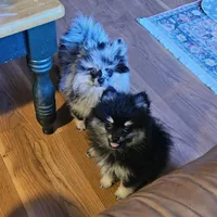 BlackTan Female, a female Pomeranian for sale in Spanaway, WA – Photo 4 of 4