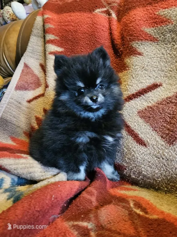 Smokey – Pomeranian puppy for sale in Spanaway, WA