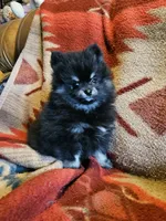 Smokey, a male Pomeranian for sale in Spanaway, WA – 1 of 5