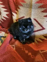 Smokey, a male Pomeranian for sale in Spanaway, WA – 3 of 5
