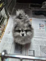 Cutie Pie, a female Pomeranian for sale in Spanaway, WA – 3 of 5