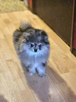 Cutie Pie, a female Pomeranian for sale in Spanaway, WA – 4 of 5