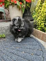 Princess, a female Pomeranian for sale in Spanaway, WA – 2 of 3