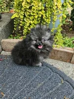Princess, a female Pomeranian for sale in Spanaway, WA – 3 of 3