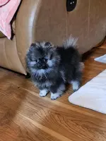 Rambo AW sm  Wolf Sable Male, a male Pomeranian for sale in Spanaway, WA – Photo 3 of 4