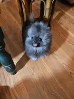 Rambo AW sm  Wolf Sable Male, a male Pomeranian for sale in Spanaway, WA – Photo 2 of 4