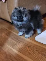 Rambo AW sm  Wolf Sable Male, a male Pomeranian for sale in Spanaway, WA – Photo 4 of 4