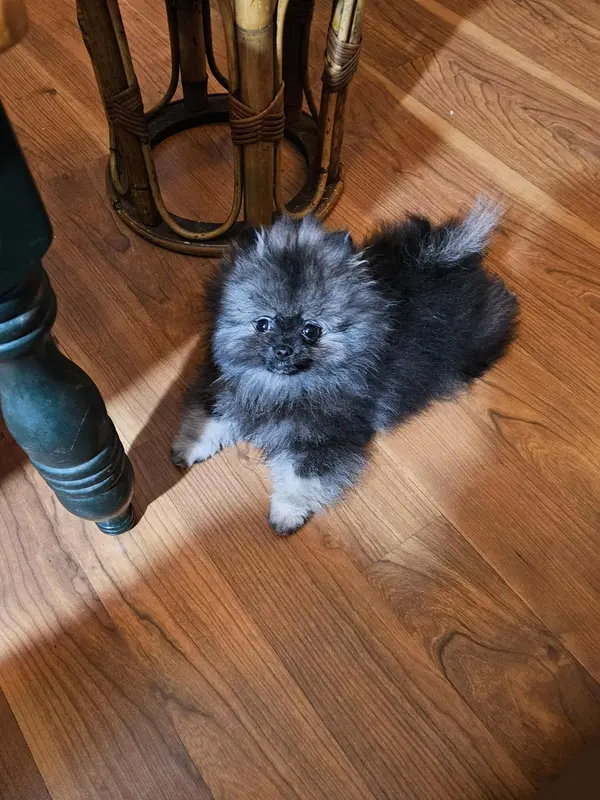 Rambo AW sm  Wolf Sable Male