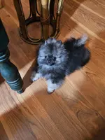 Rambo AW sm  Wolf Sable Male, a male Pomeranian for sale in Spanaway, WA – Photo 1 of 4