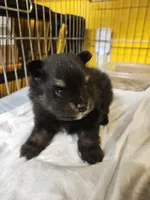 Smokey, a male Pomeranian for sale in Spanaway, WA – 2 of 4