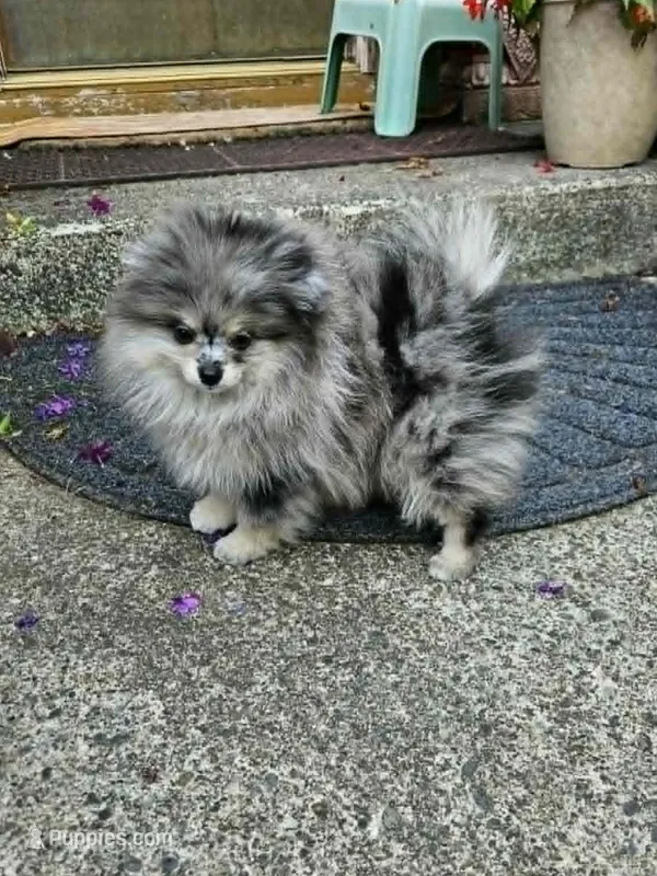 Cutie Pie – Pomeranian puppy for sale in Spanaway, WA