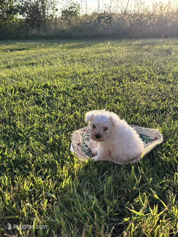 Princess – Miniature Schnauzer puppy for sale in Fort Scott, KS