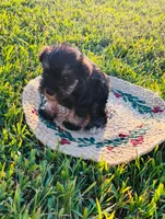 Blackberry, a female Miniature Schnauzer for sale in Fort Scott, KS – 1 of 1