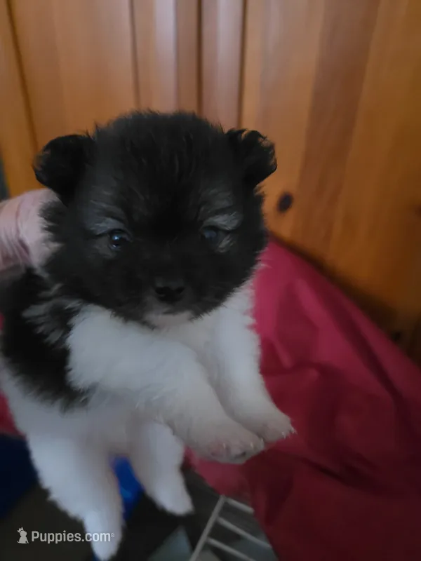 AKC GYPSY  – Pomeranian puppy for sale in Cross City, FL