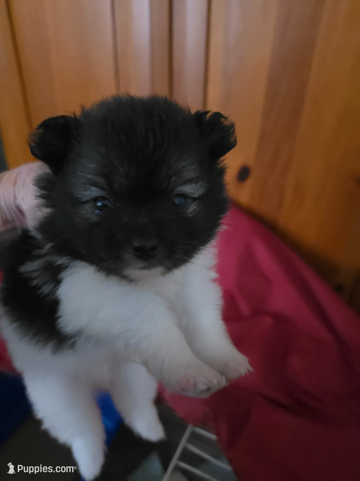 AKC GYPSY , a male Pomeranian for sale in Cross City, FL – 1 of 2