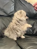 AKC Baby Lee, a male Pomeranian for sale in Florida, FL – 3 of 10