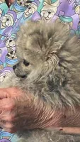 AKC Baby Lee, a male Pomeranian for sale in Florida, FL – 2 of 10
