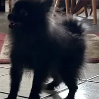 MarcyLynn, a female Pomeranian for sale in Florida, FL – Photo 3 of 6