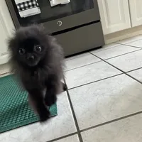 MarcyLynn, a female Pomeranian for sale in Florida, FL – Photo 5 of 6