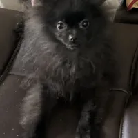 MarcyLynn, a female Pomeranian for sale in Florida, FL – Photo 6 of 6