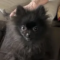 MarcyLynn, a female Pomeranian for sale in Florida, FL – Photo 4 of 6