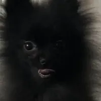 MarcyLynn, a female Pomeranian for sale in Florida, FL – Photo 1 of 6