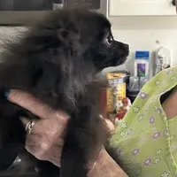 MarcyLynn, a female Pomeranian for sale in Florida, FL – Photo 2 of 6