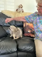 AKC Baby Lee, a male Pomeranian for sale in Florida, FL – 10 of 10