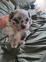 AKC MERLE 2, a male Pomeranian for sale in Cross City, FL – 1 of 4