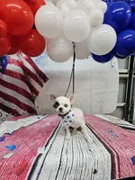 Scooter , a male Pomeranian for sale in Florida, FL – 4 of 8