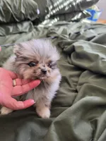 AKC MERLE 2, a male Pomeranian for sale in Cross City, FL – 4 of 4