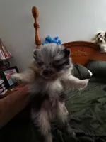 AKC MERLE , a male Pomeranian for sale in Cross City, FL – 3 of 4