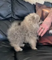 AKC Baby Lee, a male Pomeranian for sale in Florida, FL – 7 of 10