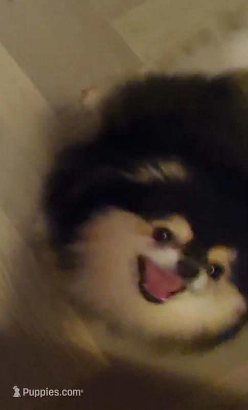 Paris – Pomeranian puppy for sale in Cross City, FL
