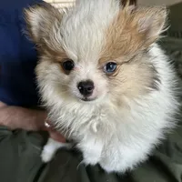 Merle Lex, a male Pomeranian for sale in Florida, FL – Photo 6 of 6