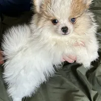 Merle Lex, a male Pomeranian for sale in Florida, FL – Photo 2 of 6