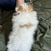 Merle Lex, a male Pomeranian for sale in Florida, FL – Photo 4 of 6