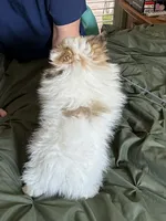 Merle Lex, a male Pomeranian for sale in Florida, FL – Photo 4 of 6