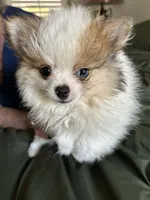 Merle Lex, a male Pomeranian for sale in Florida, FL – Photo 1 of 6